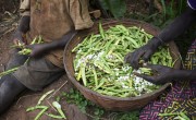 Aline Nsabimana’s family shell and sort the dried beans they have just harvested. Chris de Bode/Concern Worldwide.