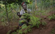 Marie Therese Barampama checks on the calliandra and leucaena saplings she recently planted, along with her 15-month old daughter Charite. Photo: Chris de Bode
