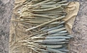 The remainder of Mika Abu’s first ever short season millet harvest. Photo: Darren Vaughan/Concern Worldwide