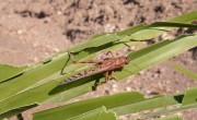 Locusts