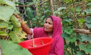 Vertical garden in Cox's Bazar, Bangladesh.