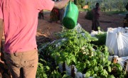 A man waters a kitchen garden in Busoni