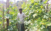 Vertical garden in Cox's Bazar, Bangladesh.