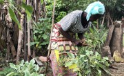 Annie Porkah who benefited from a Concern Home Garden programme. Annie has limited mobility and the programme is helping ensure she has healthy food to eat all year round. She sells some of the vegetables and is using the funding to pay her grandsons tuition fees. A bit of a hero! The home gardening training is part of the EU funded PARTNERS program, and photos were taken in Swaniwein town in District 3 of Grand Bassa County. Photo: Concern Worldwide