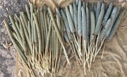 harvested millet
