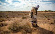 Guyo Gonjoba inspects plants eaten by locusts. 