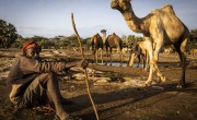 Man sitting on ground next to camels