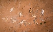 Cattle carcasses lie by the side of the road around 35km south of Garissa, in Tana River County. Photo: Lisa Murray/Concern Worldwide