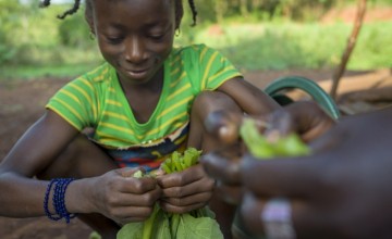 Seven-year-old Davilla helps her aunty Claudia Batene prepare squash leaves for the family meal. The squash leaves are cultivated from seeds provided by Concern. The family also received groundnut, bean and sesame seeds, tools - including two machetes and a hoe - and farming skills. Photographer: Chris de Bode