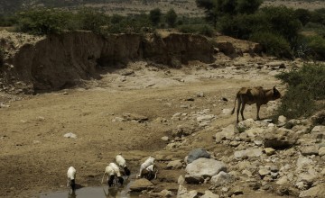 A dried up river bed near Carracad, in western Somaliland. Usually the river flows during the wet 'Gu' season. However, reduced and failed rains in 2019 have left cattle and goats and local villagers to depend on a local well. Photo: Eamon Timmins/Concern Worldwide