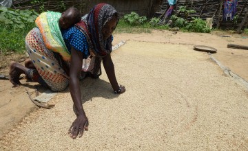 Mum of four, Hawaye Ahmat works with her malnourished child on her back. Photo: Lucy Bloxham