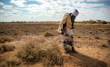A man inspects a field of crops eaten by locusts