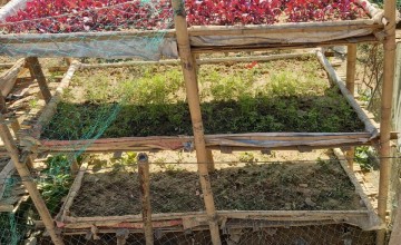 Multilayer garden in Cox's Bazar, Bangladesh