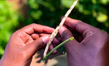 Hands inspect a cowpea