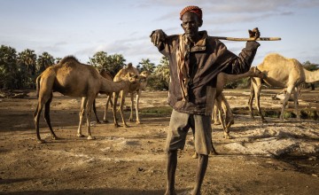 Molu Elema, 56, with his camels near North Horr in Marsabit. Photo: Ed Ram/Concern Worldwide