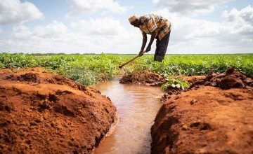 Farah Kedhe Iffo tends to a plot of watermelons after receiving help from Concern Worldwide to access irrigation channels at Bura Irrigation Scheme, in Tana River County. Photo: Lisa Murray/Concern Worldwide