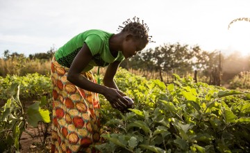 Irene Ngoyi tending a community garden in the town of Pension, Manono Territory. Photo: Hugh Kinsella Cunningham/Concern Worldwide
