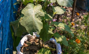 A sack garden in Hosenare's homestead in Bangladesh. Photo: Gavin Douglas