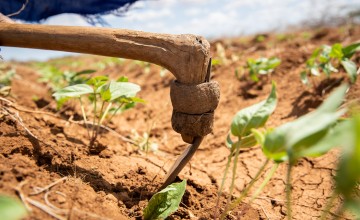 Mwanajuma Ghamaharo tends to her irrigated plot of mung beans in Makere village, Tana River County, Kenya - an area that is badly impacted by frequent heavy flooding.