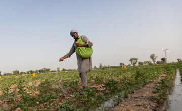 Maula Dinno sows cotton seeds on land that was once barren in Sindh, Pakistan.