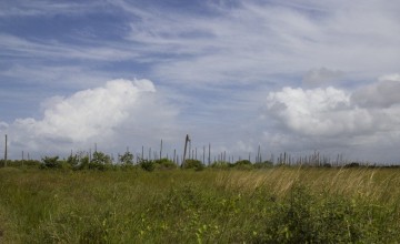 A former coconut grove devastated by lethal yellowing disease. Photo: Concern Worldwide.