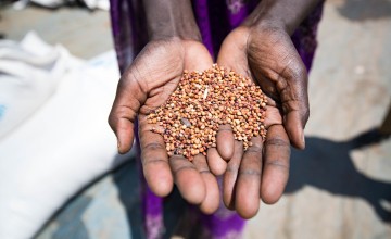A beneficiary holds up grains provided by the WHO and distributed by Concern Worldwide. Photo: Steve De Neef / Concern Worldwide.