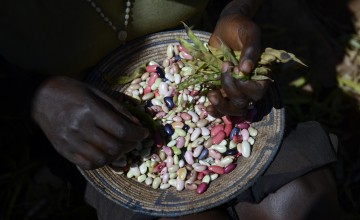The yellow beans fetch more than double the amount of money than mixed coloured beans. Photo: Chris de Bode