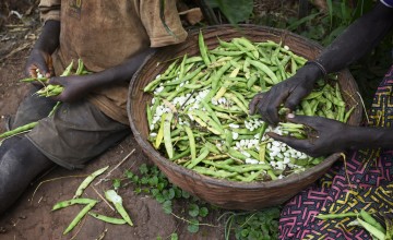 The family will keep most of the beans for themselves, while the rest they will sell. Photo: Chris de Bode