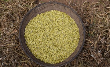 The yellow beans fetch more than double the amount of money than mixed coloured beans. Photo: Chris de Bode