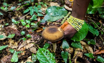 Adamsay Kargbo (25) picking mushrooms from the forest floor. She is a participant in the LANN programme run by Concern Worldwide and Welthungerhilfe in Sierra Leone. Photo: Jennifer Nolan / Concern Worldwide.