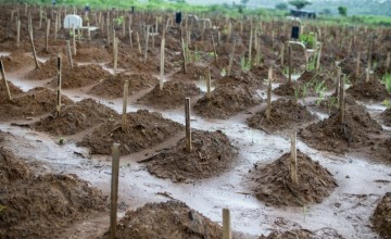 Graves at Waterloo cemetery, near Freetown, Sierra Leone’s capital. Waterloo was one of two cemeteries in the western region used for medical burials during the 2014 Ebola outbreak. Photo: Kieran McConville