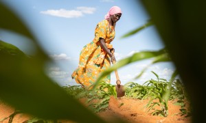 Mumina Mohamed on irrigated plot of maize next to her home in Subo village. Photo: Lisa Murray/Concern Worldwide
