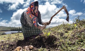 Ethiopian farmer harvests potatoes on her land