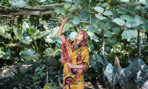 Woman farming in Bangladesh 