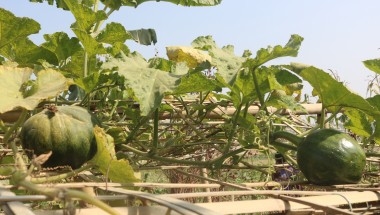 The top of a kitchen garden in Cox&#039;s Bazar, Bangladesh, the largest refugee camp in the world.