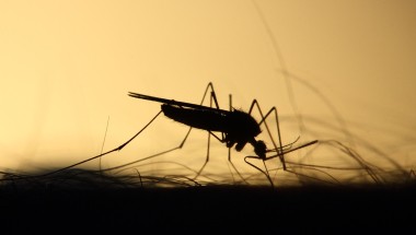 A mosquito