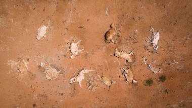 Cattle carcasses lie by the side of the road around 35km south of Garissa, in Tana River County. Photo: Lisa Murray/Concern Worldwide