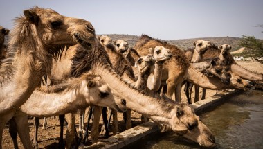 Community members, sheep camels and goats use the borehole water system project in Dhidhid, Borama District Awdal in Somaliland. Photo: Ed Ram/Concern Worldwide