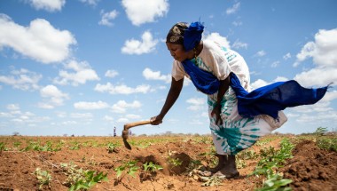 Mwanajuma Ghamaharo tends to her irrigated plot of mung beans.