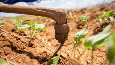 Mwanajuma Ghamaharo tends to her irrigated plot of mung beans in Makere village, Tana River County, Kenya - an area that is badly impacted by frequent heavy flooding.