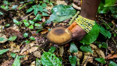Adamsay Kargbo (25) picking mushrooms from the forest floor. She is a participant in the LANN programme run by Concern Worldwide and Welthungerhilfe in Sierra Leone. Photo: Jennifer Nolan / Concern Worldwide.