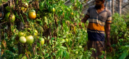Man farming in Bangladesh