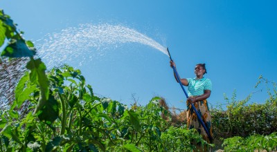 Crops are watered. Central African Republic. Photo: Kieran McConville/Concern Worldwide