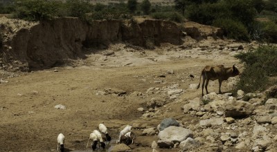 A dried up river bed near Carracad, in western Somaliland. Usually the river flows during the wet 'Gu' season. However, reduced and failed rains in 2019 have left cattle and goats and local villagers to depend on a local well. Photo: Eamon Timmins/Concern Worldwide