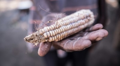 Manuele displays the rotten remains of his maize crop, which was destroyed by Cyclone Idai. Photo: Tommy Trechard