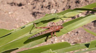 Locusts