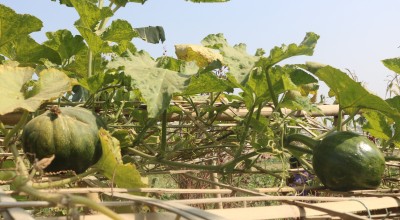The top of a kitchen garden in Cox's Bazar, Bangladesh, the largest refugee camp in the world.