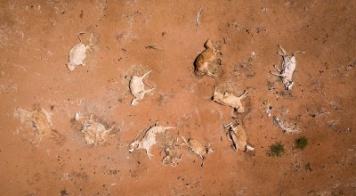 Cattle carcasses lie by the side of the road around 35km south of Garissa, in Tana River County. Photo: Lisa Murray/Concern Worldwide