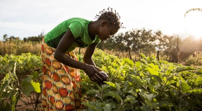 Irene waters rows of aubergine plants in a community garden in Pension town, Manono area, DRC. She is part of a graduation programme that supports communities to build an income and a better life, and also focuses on food insecurity in the region by providing agricultural training, seed distribution and tools for sustainable production of nutritious vegetables. Hugh Kinsella Cunningham/Concern Worldwide, 2021