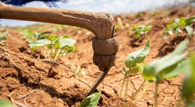 Mwanajuma Ghamaharo tends to her irrigated plot of mung beans in Makere village, Tana River County, Kenya - an area that is badly impacted by frequent heavy flooding.